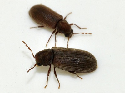 Borebille, Anobium punctatum